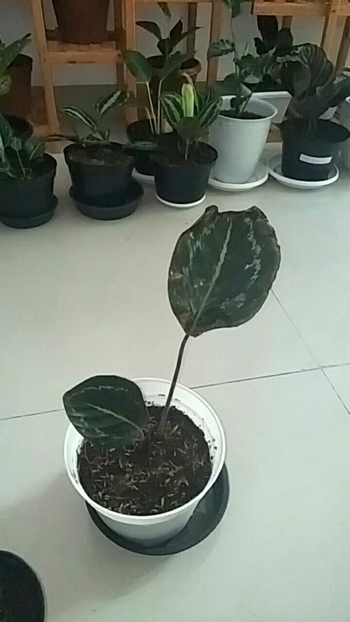 Tanaman Hias Calathea Green Lipstik