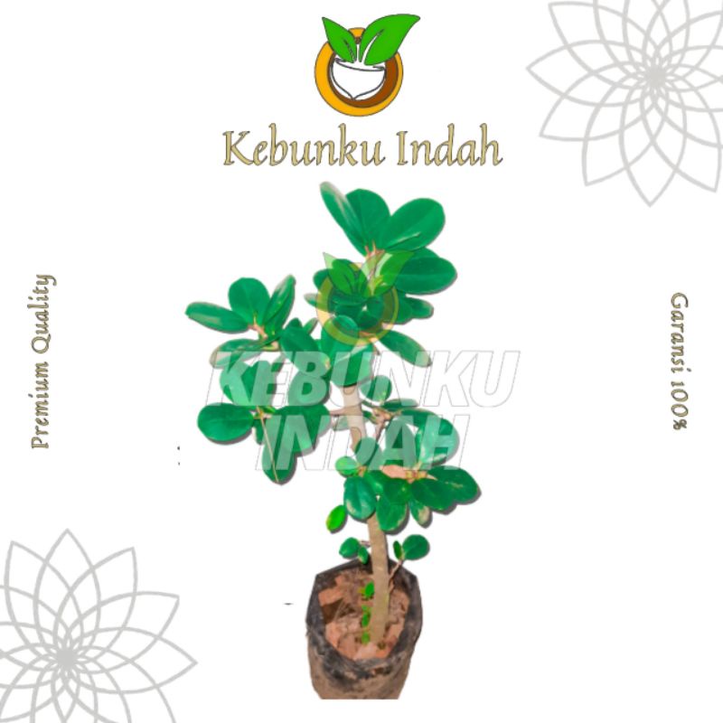 BIBIT BRINGIN BERINGIN DOLLAR BAHAN BONSAI BATANG BESAR