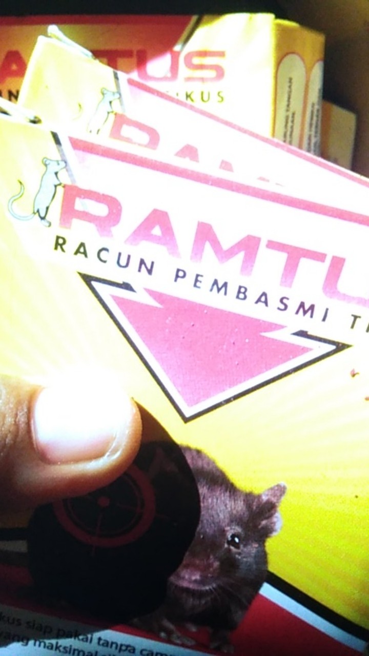 Obat Pembasmi Tikus Paling Ampuh Ramtus Racun Tikus Mati Kering Tidak Bau Racun Tikus Mobil 12 Pack