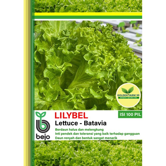 Benih Lettuce Batavia Lilybel Bejo Seed -