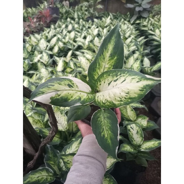 difen lukisan cinta / difen heppy