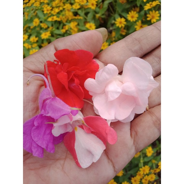 Pacar Air Tumpuk Mix