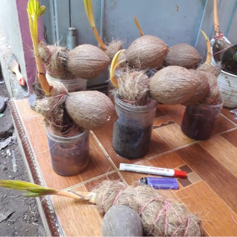 Bahan Bonsai Kelapa Gading kuning / oren, termurah