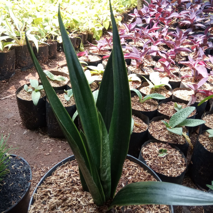 tanaman hias sansivera cylindrica - sansevieria cylindrica - indoor