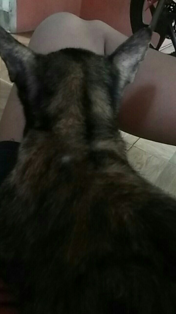 (bisa Cod) Kolam Terpal Kualitas Korea 2x1x50