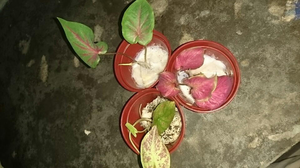 Keladi Green Spider Gratis Karantina