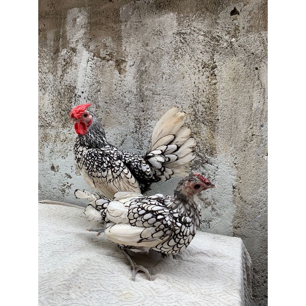 Ayam batik itali-Ayam batik hias itali