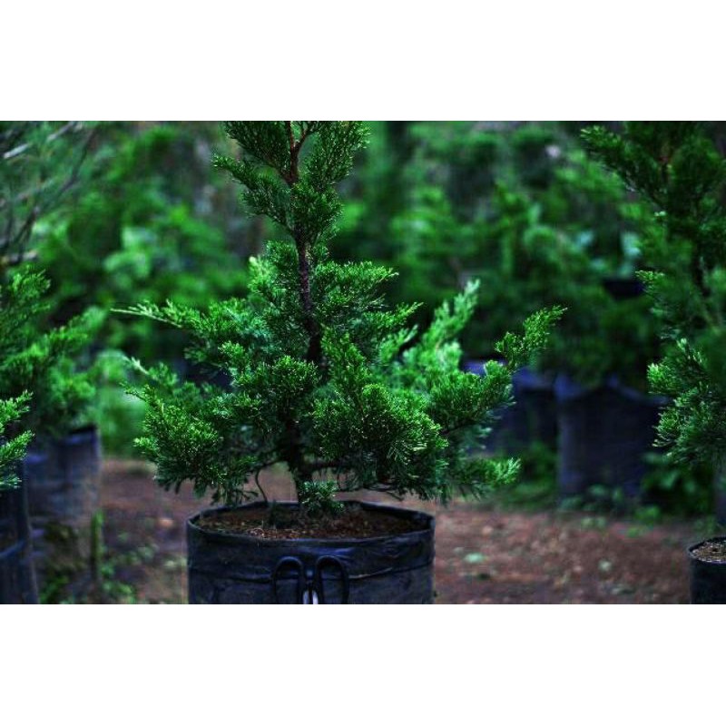 TANAMAN CEMARA  SINESCIS | BAHAN BONSAI | COD | KUALITAS SUPER |