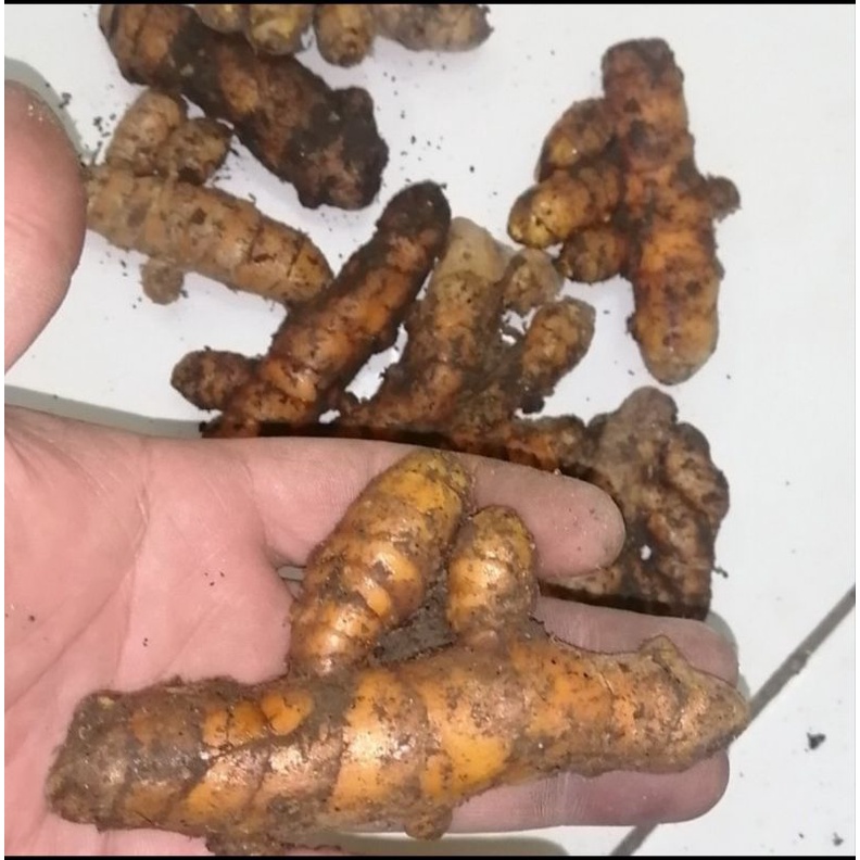 

KUNYIT SEGAR Murah Original 1 Kg