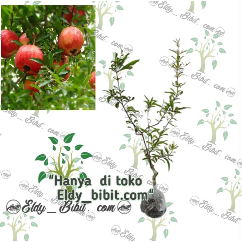 delima merah bibit super genjah