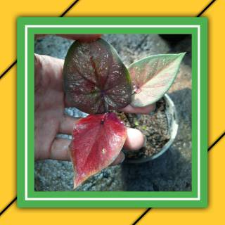 Lhai Thay Caladium Keladi Tanaman Hias Caladium Keladi Thailand Hiasan Rumah Berkebun Murah Shopee Indonesia