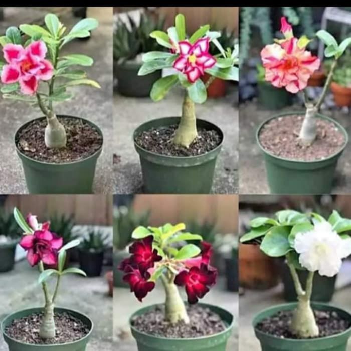promo Paket 6tanaman hias adenium bibit adenium