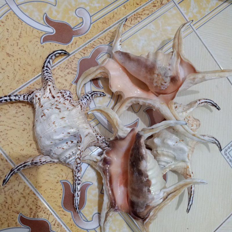 CANGKANG KERANG HARPAGO CHIRAGRA