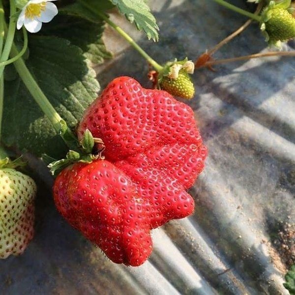 10 pohon tanaman strawberry korea buah besar manis tanaman hias hidup