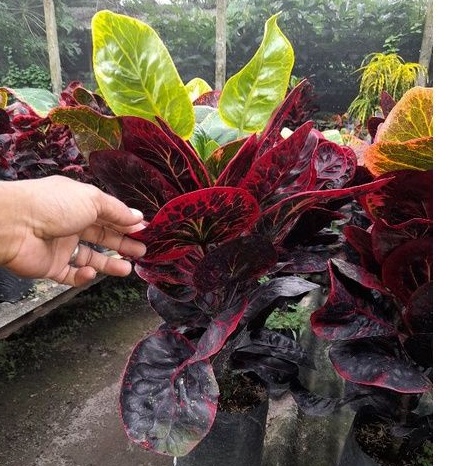 Tanaman Hias Puring Busarin Rimbun