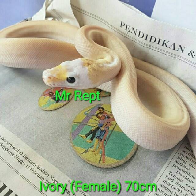 Ivory Retic