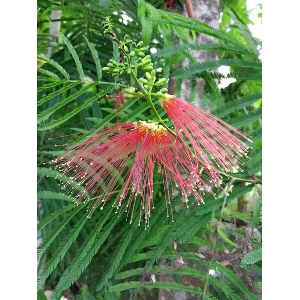biji Kaliandra merah pagoda