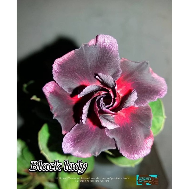 Adenium bunga tumpuk black lady-kamboja jepang arabicum-benih bunga-tanaman hidup