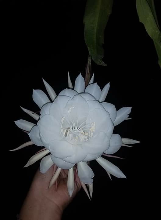 Best Seller Gamis Batik Manggar, Padi,sekar,cantik,kubis,kipas,daun,kupu,nadine,gendis