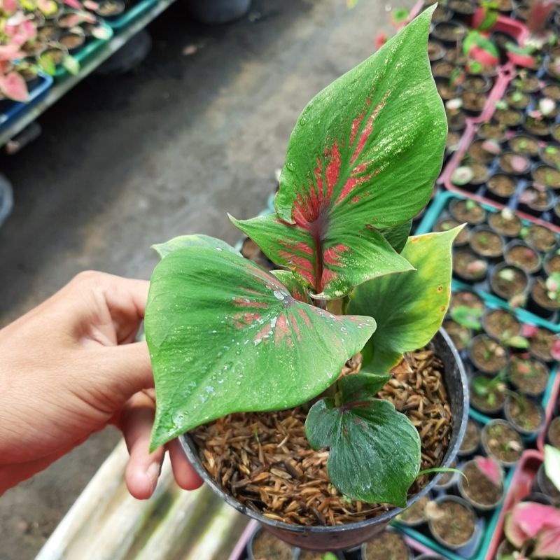 TANAMAN HIAS CALADIUM THAI SERIES - CALADIUM SUPER RED CERIA - KELADI SUPER RED CERIA