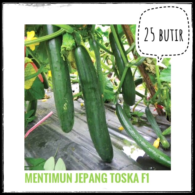 20 Benih Mentimun Toska F1 (Cap Panah Merah) repack