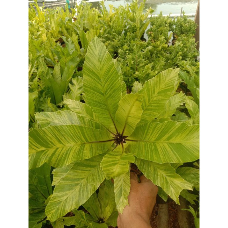 kadaka varigata kuning