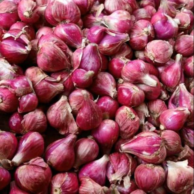 

Brambang probolinggo per sak 20 kg 22000