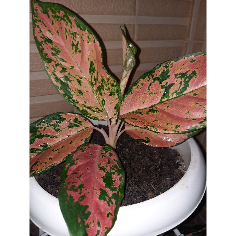 kochin paramuay dewasa