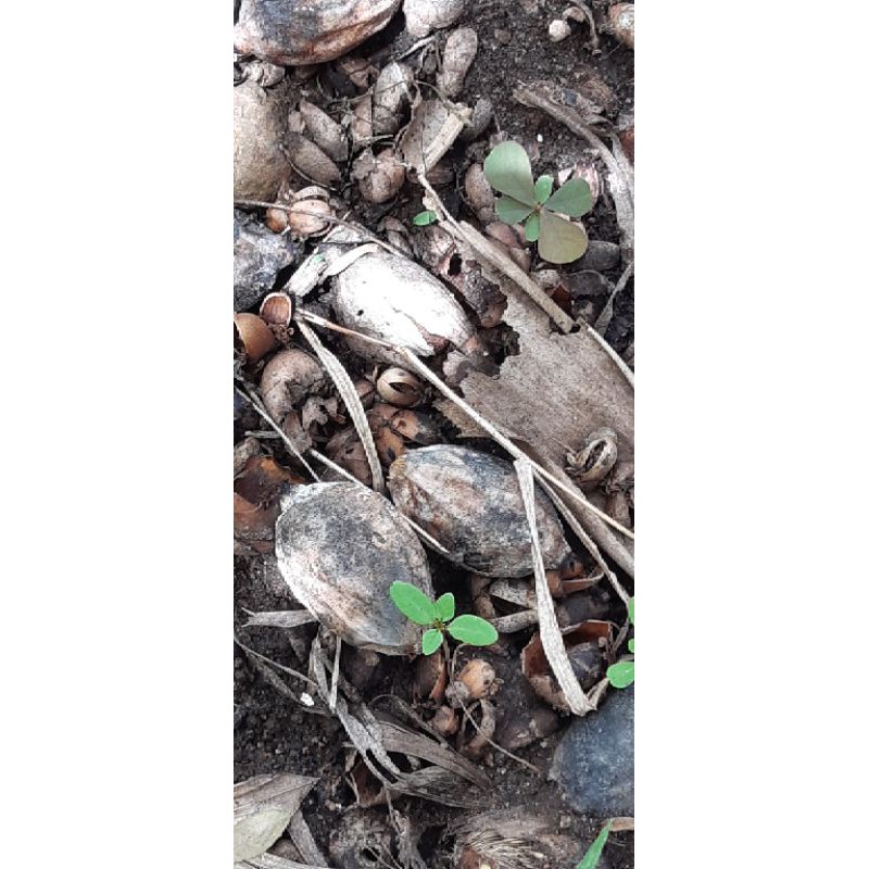 

BENIHN PALEM SUPER 10 tunas