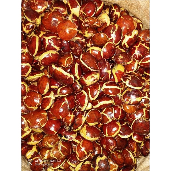 

Jengkol spi tua pulen kemasan Besar