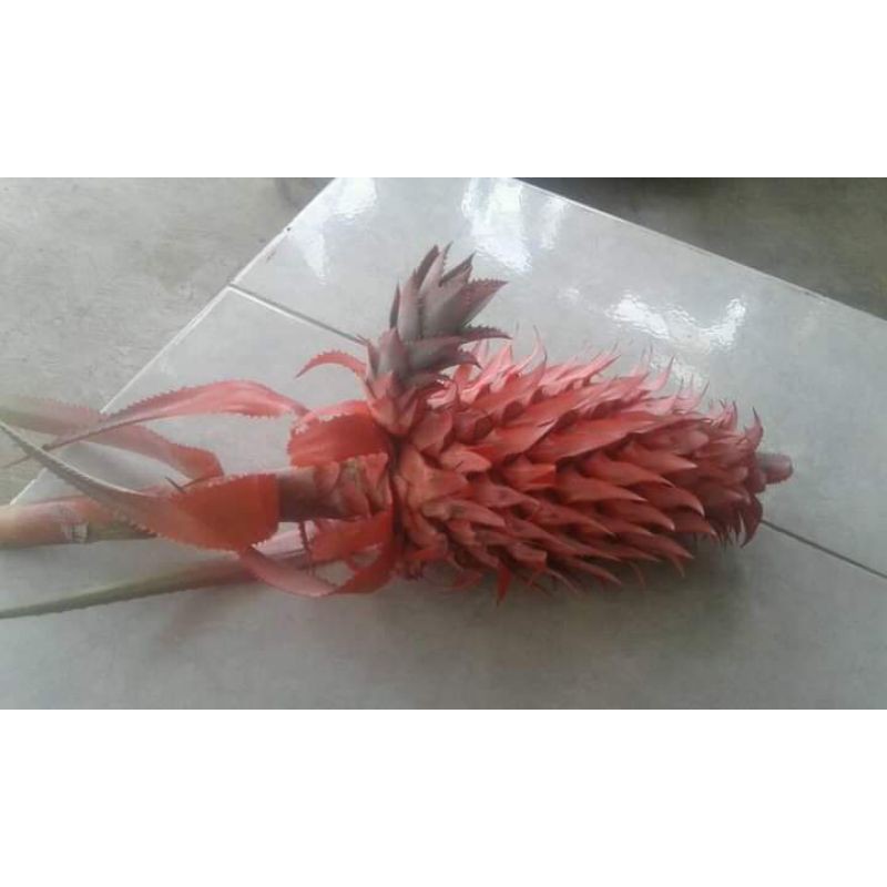 

Jual NANAS MERAH / NANAS HUTAN perbiji