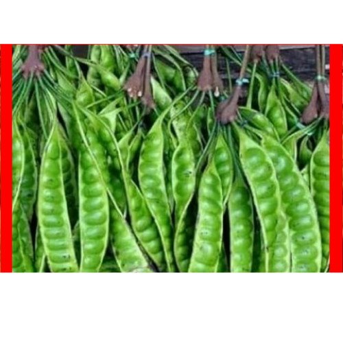 

Petai Berastagi / Pete Mentah | Pasar Induk Pekanbaru #Harga_Grosir