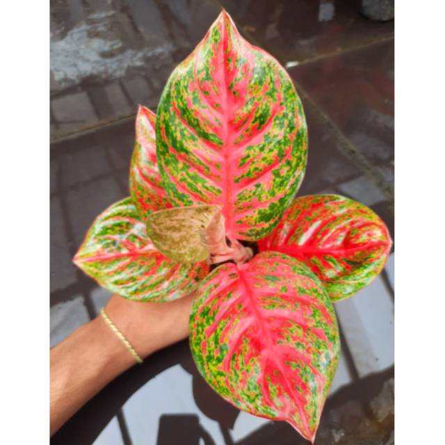 Aglonema Wulandari ( Tanaman Hias Aglonema Wulandari Termurah ) BISA COD ✅