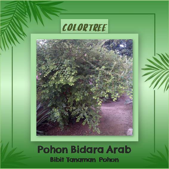 Bibit Tanaman Pohon Bidara Arab Shopee Indonesia