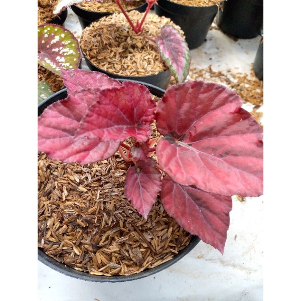 begonia regale