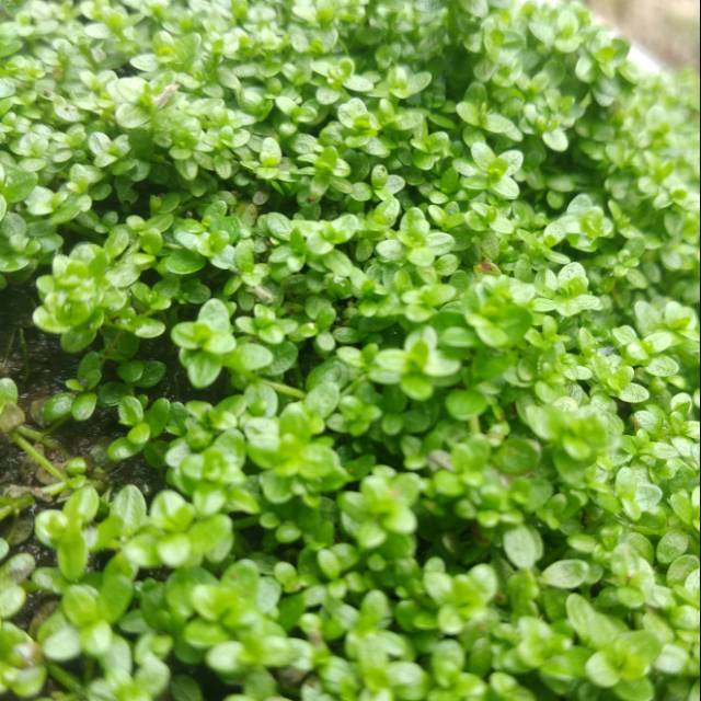 

cuba (hemianthus callitrichoides)