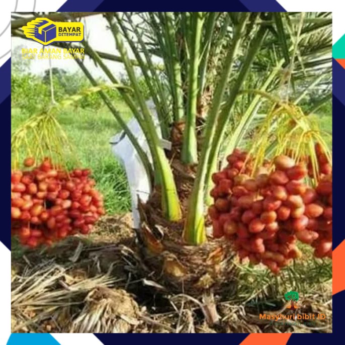 Ready 2 Bibit Buah Kurma Ajwa Jantan Dan Betina Bibit Biji Benih Terbaik