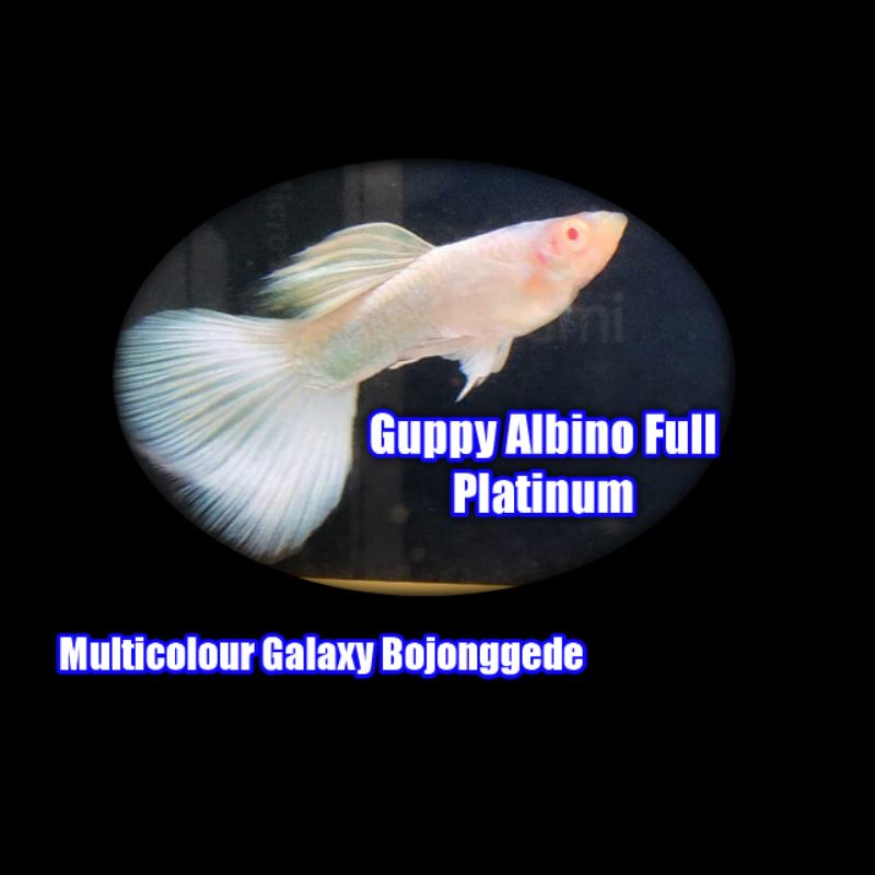 Ikan Guppy Albino Full Platinum
