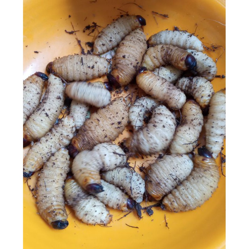 jual ulat sagu atau ulat aren 50 ekor.