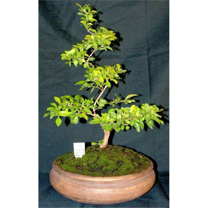 biji benih tanaman bonsai anak nakal 10 biji Shopee biji benih tanaman bonsai anak nakal 10 biji Shopee