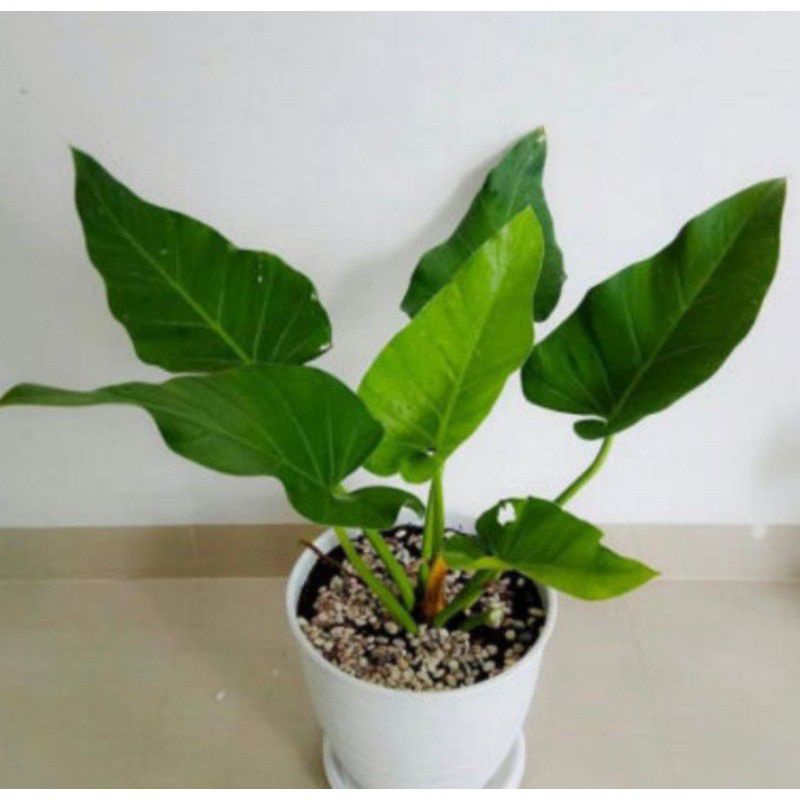 tanaman hias pilo marbel