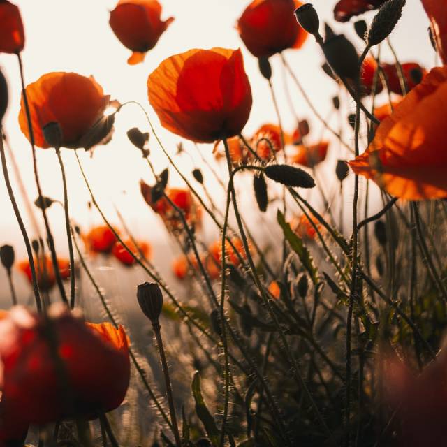 fari_alfiatus