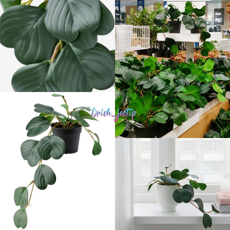 Fejka Peperomia - Artificial potted plant