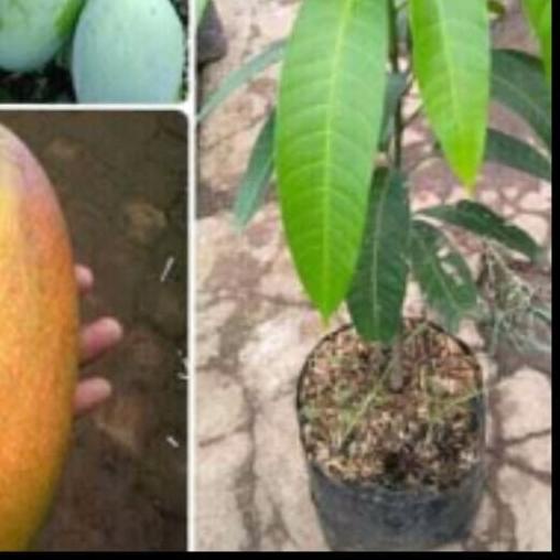 ❆ Bibit Tanaman Mangga Kiyojay Unggul Pohon Mangga Kiojay ✫