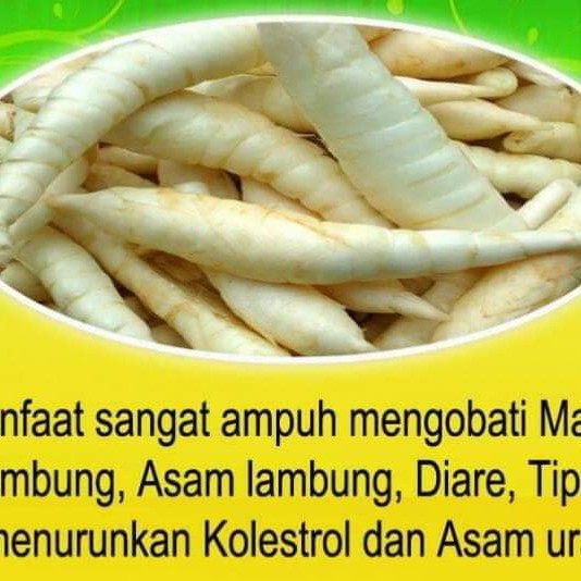 

PROMO [COD] Pati irut Garut asli atasi asam lambung