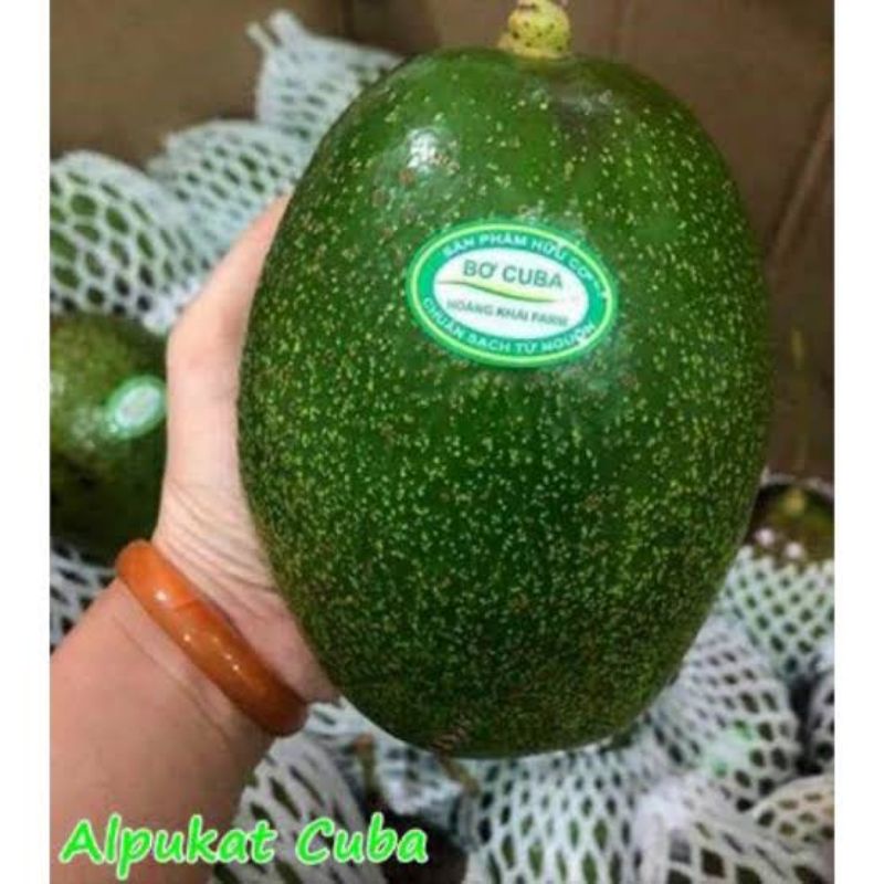 Bibit Alpukat Import Alpukat Cuba Original