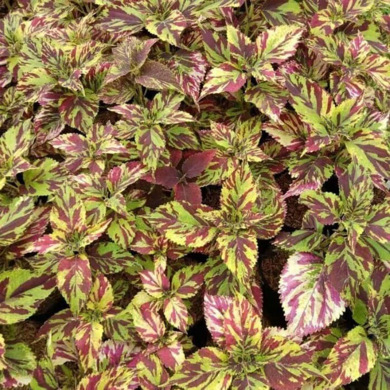 Tanaman hias miana batik - pohon miana batik