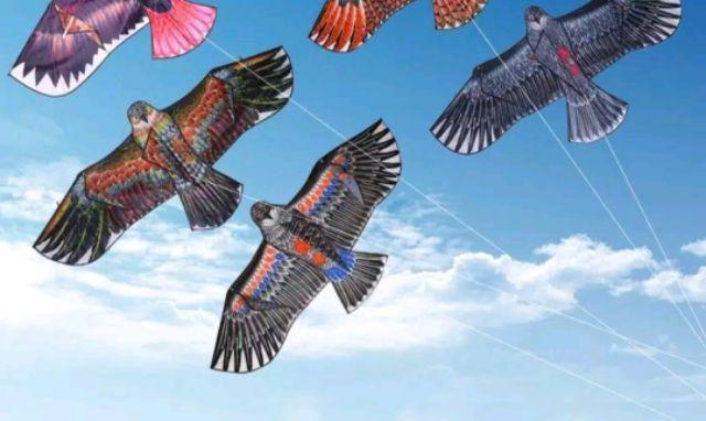 Layang Layang Bentuk Burung Elang Ukuran 1 1m Warna Untuk Acak