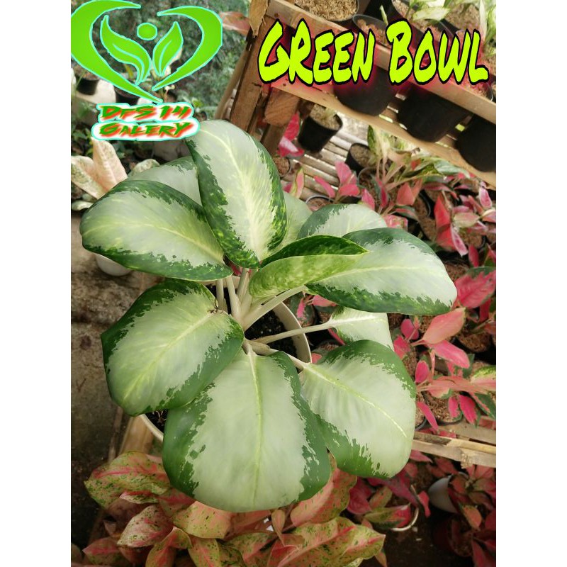Aglaonema super Green bowl