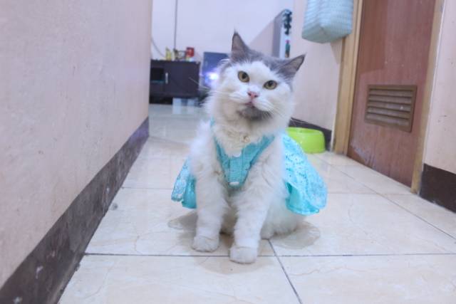 Dress satin renda warna toska untuk kucing dan anjing / baju kucing anjing murah size S-XL